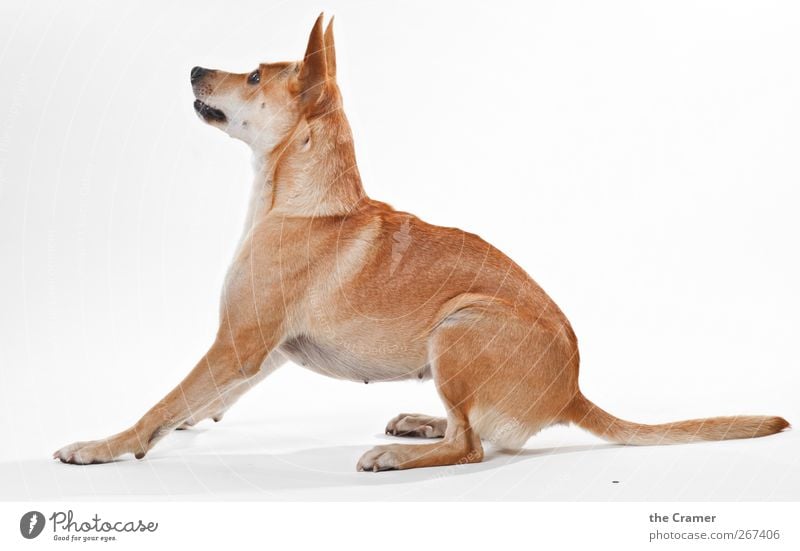 Lotte 03 Animal Dog Observe Sit Esthetic Healthy Muscular Curiosity Wild Yellow Joie de vivre (Vitality) Power Brave Determination Loyal Loyalty Attentive
