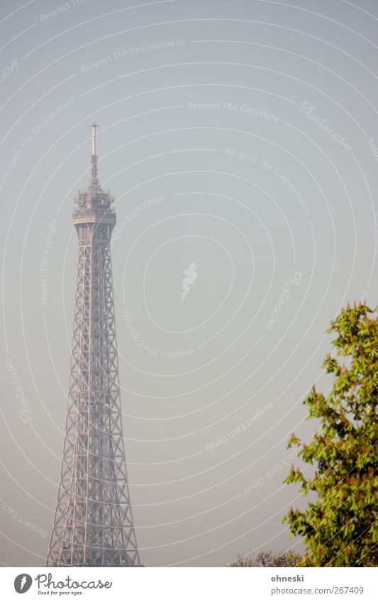tower Tree Paris Tower Tourist Attraction Landmark Eiffel Tower Blue Colour photo Subdued colour Exterior shot Deserted Copy Space right Copy Space top Morning