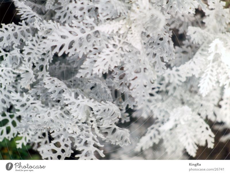 Snow Sponge Plant White Macro (Extreme close-up) Near Small Lichen