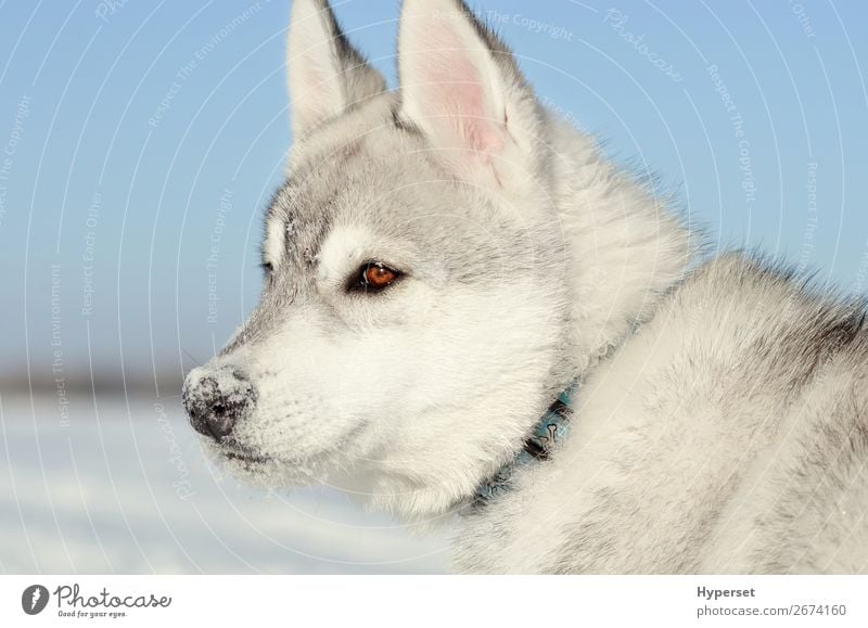 Siberian husky dog puppy gray and white side closeup Face Winter Snow Teeth Sky Meadow Stand Dream Natural Cute Blue Gray Black White Colour The Arctic polar