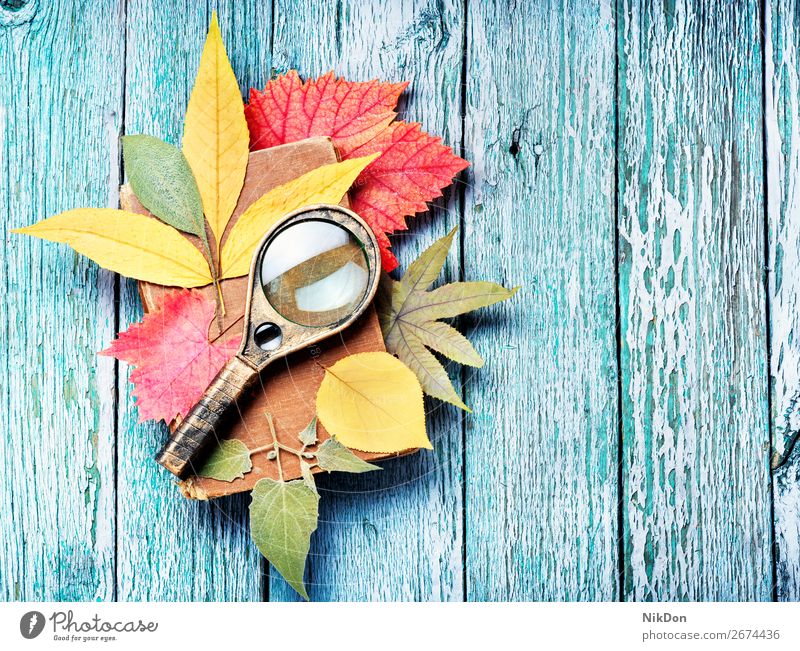 dried herbs for making herbarium plant nature background dry botany flora flower magnifying glass magnifier natural blossom loupe macro seasonal leaf autumn