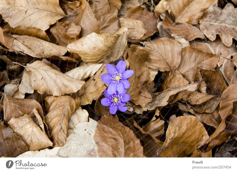 cycle of life Nature Spring Plant Blossom leaves Hepatica nobilis oak leaves beech leaves Woodground Brown Yellow Violet Spring fever Beginning New start wither