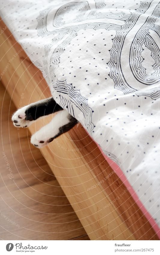 little paw Body Bed Animal Pet Cat 1 Wood Hang Lie Sleep Pink Black White Calm Indifferent Comfortable Surprise Colour photo Interior shot Deserted