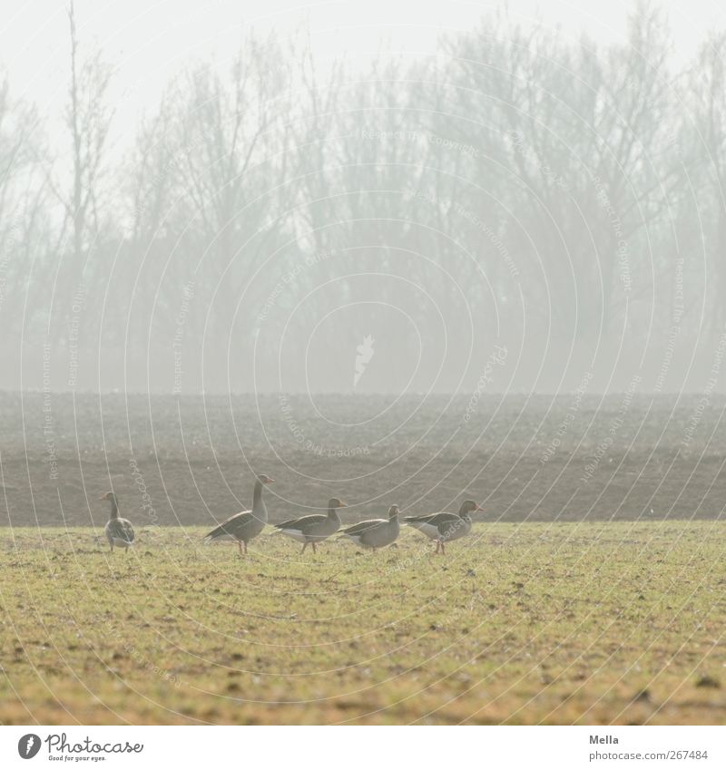 goose morning Environment Nature Landscape Animal Meadow Field Wild animal Goose Gray lag goose Group of animals Looking Stand Free Together Natural Green