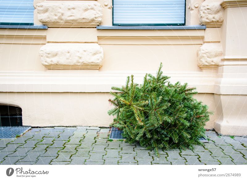 Christmas is through Tree Coniferous trees Christmas tree Facade Window Old Town Gray Green Fir tree Disposed of Dispose of Christmas decoration Street Sidewalk