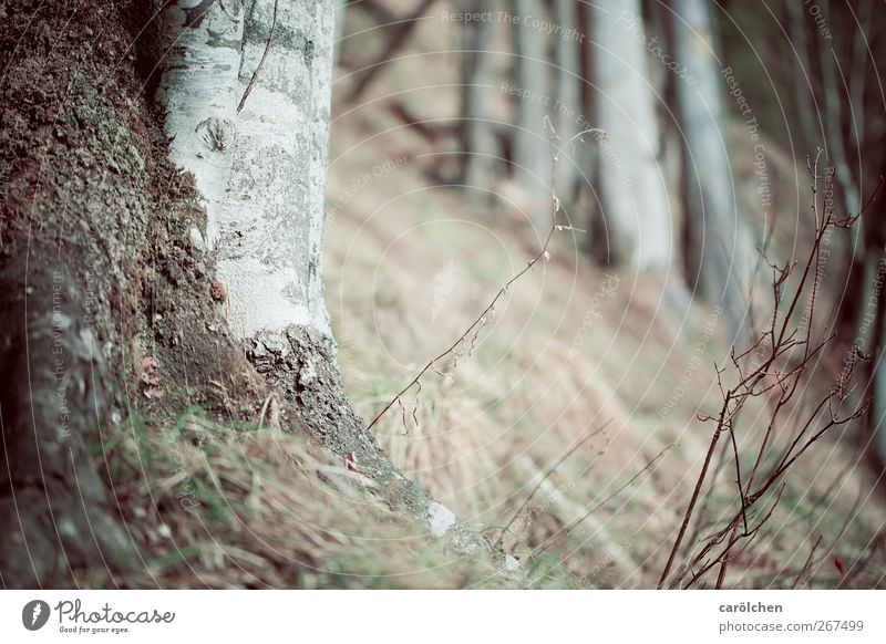 STOP Environment Nature Landscape Forest Brown Gray Birch tree Slope Woodground Burl wood Colour photo Subdued colour Deserted Copy Space top Copy Space bottom
