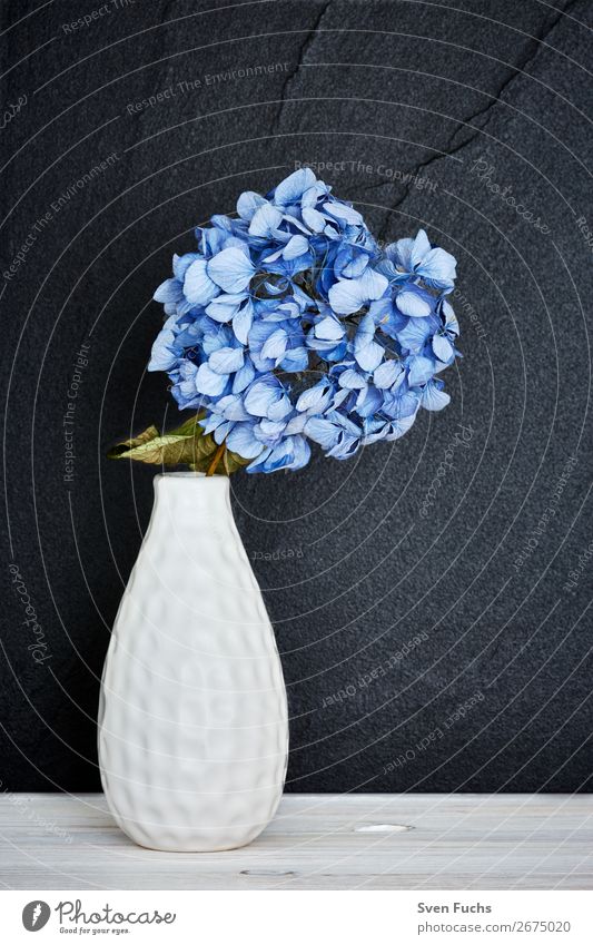 Blue hydrangea in a vase Beautiful Life Decoration Wedding Nature Plant Spring Flower Leaf Blossom Bouquet Love Fresh Soft Green Violet White Hydrangea