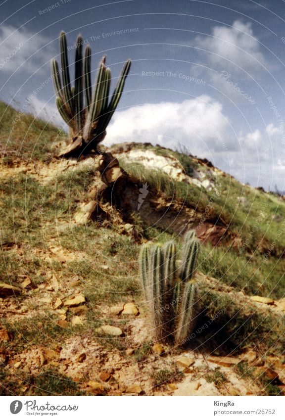 Spiky Duo Cactus Green Stony Plant cacti Sun Sky Sparse