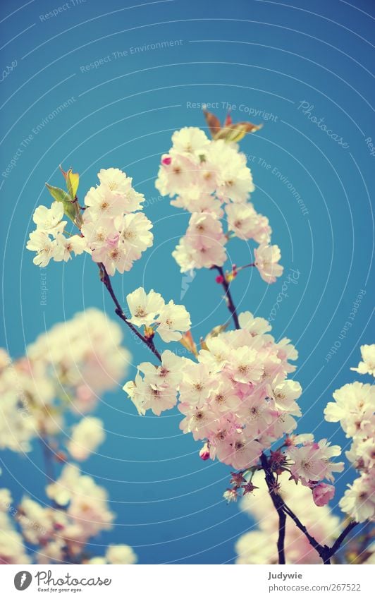 Beauty & Beauty Environment Nature Plant Sky Cloudless sky Spring Beautiful weather Tree Flower Cherry blossom Blossom Blossoming Growth Esthetic Fragrance Blue