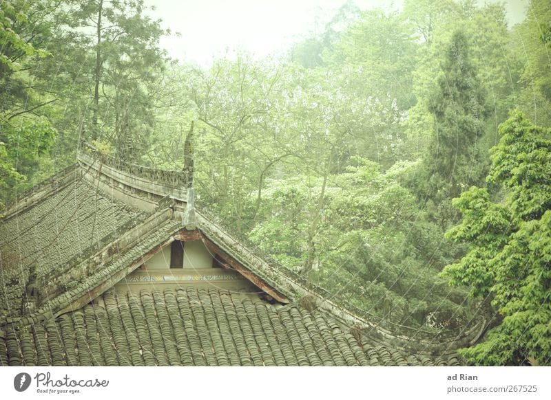 tree house Nature Animal Spring Plant Tree Bushes Forest Hill China Xian Village Old town Deserted Detached house Hut Building Architecture Wall (barrier)