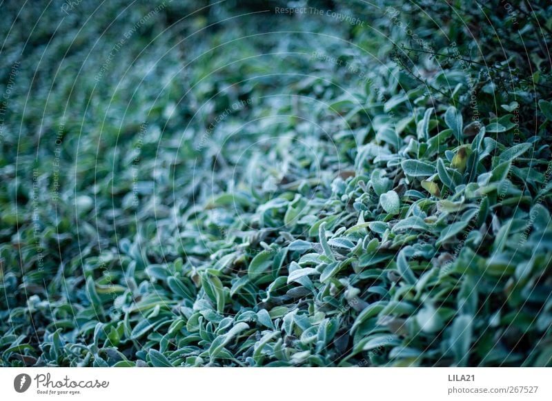 the blue Nature Plant Bushes Leaf Wet Green Subdued colour Close-up Structures and shapes Deserted Copy Space left Copy Space middle Contrast Blur