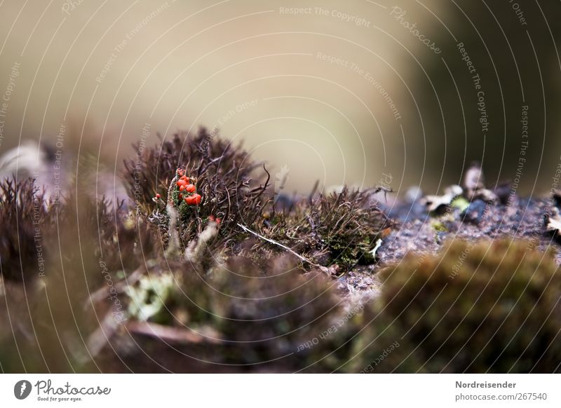 3D without glasses Calm Meditation Nature Plant Earth Moss Wild plant Observe Blossoming Growth Surrealism Three-dimensional Depth of field Lichen Bud Stone