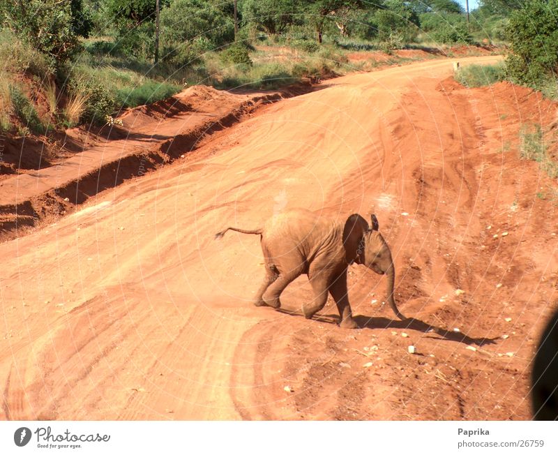 baby elephant Elephant Kenya Traverse Safari red earth Street Baby animal