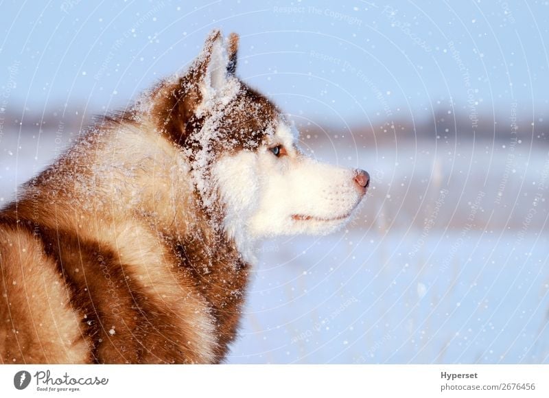 Husky purebred dog in the vast snowfal Winter Snow Animal Snowfall Coat Fur coat Pet Dog Blue Gray White Closed Purebred no leash Side flakes cold eyes