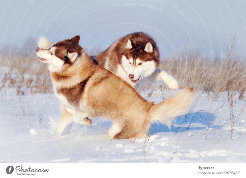 Two red and white siberian huskies dogs playing Joy Happy Playing Winter Snow Wallpaper Pet Dog Cute Brown Red White wall office two rolling having young walk