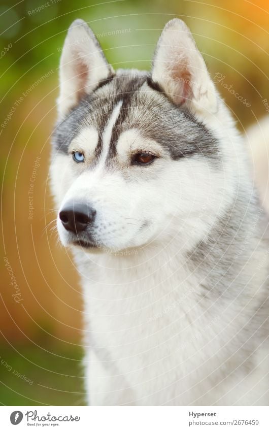 Dog face close up siberian husky Beautiful Face Summer Adults Animal Pet Exceptional Blue Brown Gray White Self-confident Colour Vertical young Earnest eyes
