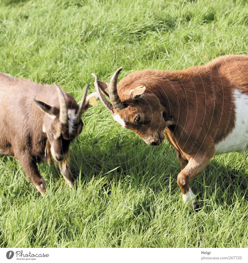 two goats fighting each other in a meadow Nature Plant Summer Meadow Animal Pet Farm animal Pelt Goats He-goat Cor anglais 2 Movement Fight Authentic Uniqueness