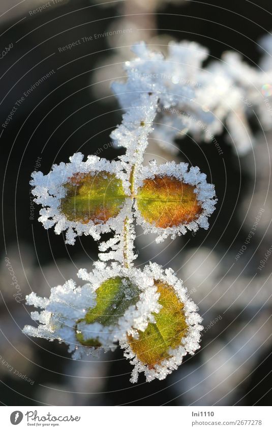 Rose petals with hoar frost Plant Winter Ice Frost Leaf Rose leaves Garden Park Brown Yellow Gray Green Orange Black White Hoar frost Ice crystal Cold