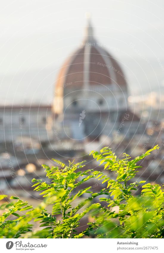 In focus Environment Sky Sunlight Summer Weather Beautiful weather Plant Tree Leaf Florence Italy Tuscany Town Downtown Church Tower Manmade structures Building
