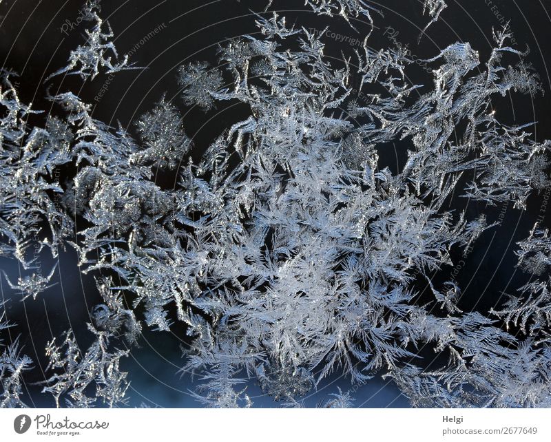 many ice flowers in sunlight on a glass pane Environment Nature Winter Beautiful weather Ice Frost Glass Freeze Glittering Esthetic Authentic Exceptional