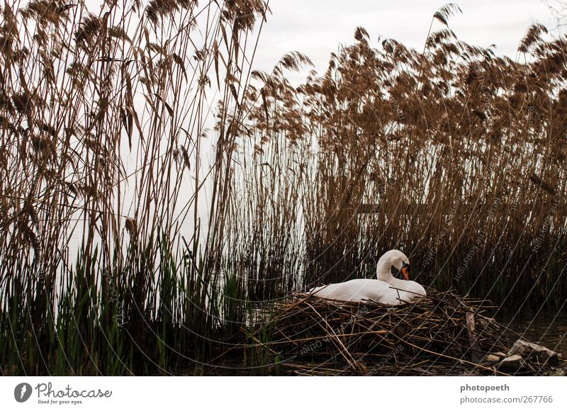 Lake Garda Swan Nature Animal Lakeside Wild animal 1 Moody Common Reed Parental care Incubating Nest Love and security Colour photo Subdued colour Exterior shot