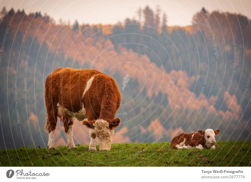 Cow with calf in autumn Nature Autumn Animal Farm animal 2 Pair of animals Contentment Love of animals Subdued colour Exterior shot Copy Space top Twilight