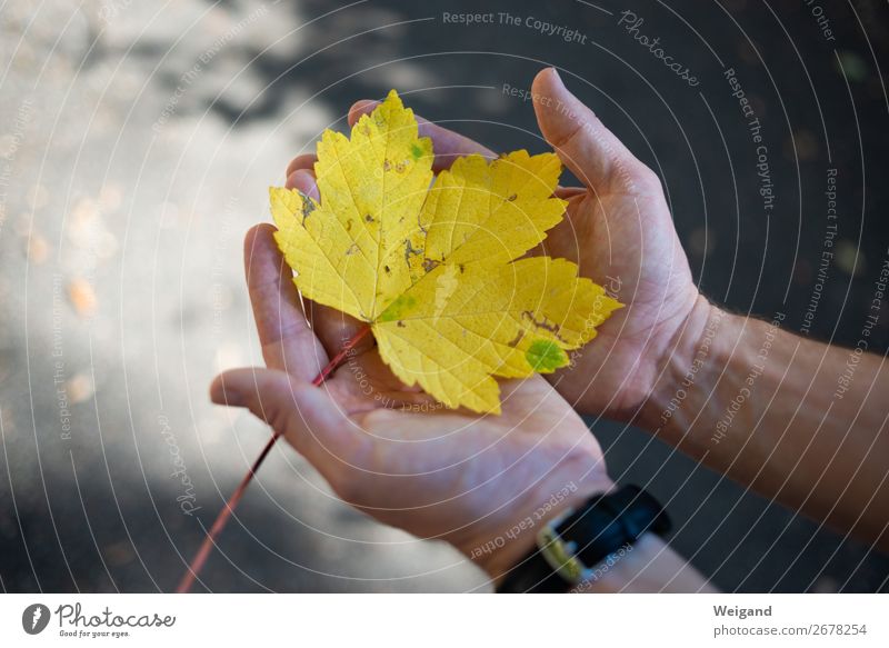 gold leaf Well-being Contentment Senses Relaxation Autumn To enjoy Yellow Gold Leaf Colour photo Exterior shot Copy Space left Shallow depth of field