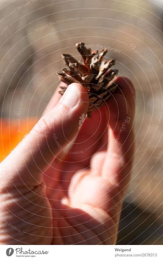 fir cones Meditation Forest Brown Goodness Autumn Christmas & Advent Collection Fir cone Colour photo Subdued colour Shallow depth of field