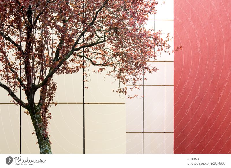 cherry Environment Nature Plant Climate Climate change Tree Architecture Facade Line Blossoming Esthetic Beautiful Red Emotions Spring fever Colour Branch