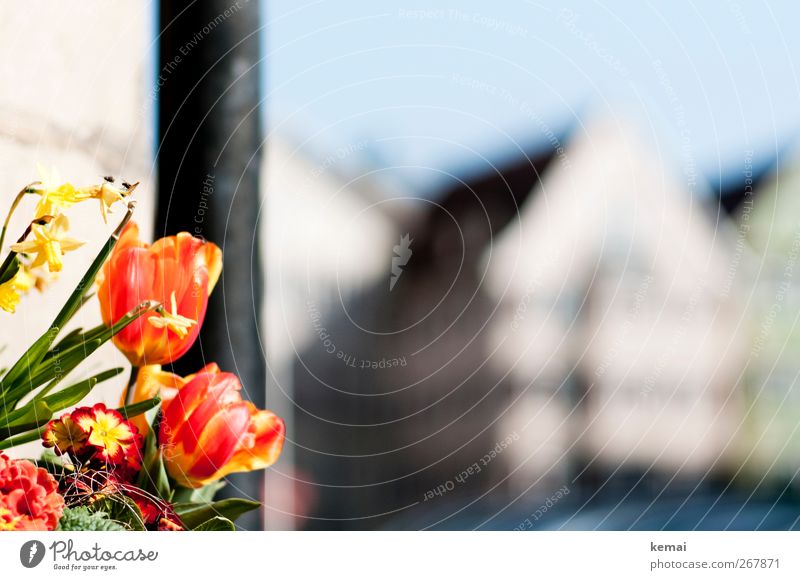 Tulips and bees Plant Spring Beautiful weather Flower Leaf Blossom Bouquet Town Downtown Deserted House (Residential Structure) Wall (barrier) Wall (building)
