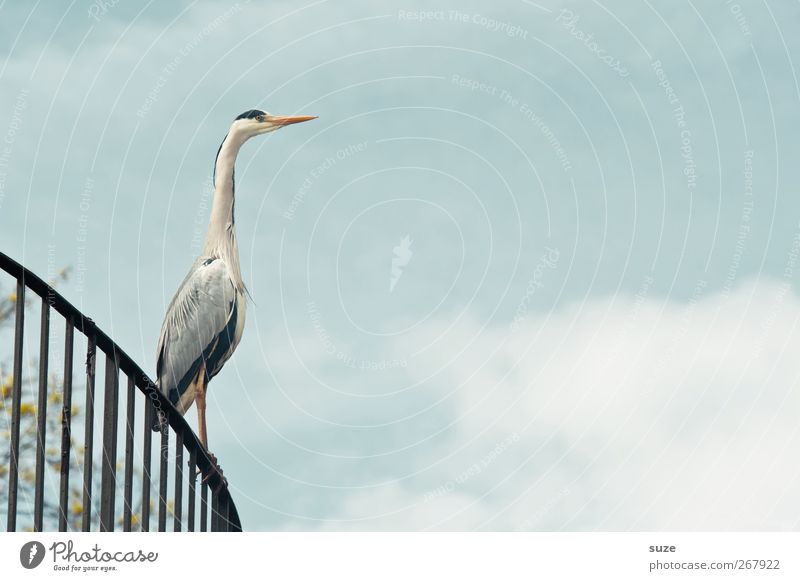 As you can see ... Environment Animal Elements Air Sky Clouds Summer Beautiful weather Wild animal Bird 1 Stand Wait Thin Elegant Natural Curiosity Heron