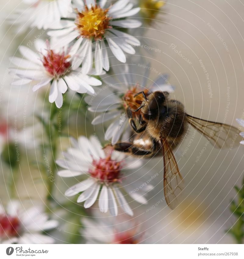 flower meal Bee Aster Honey bee autumn flowers Insect To feed Near Diligent Sprinkle white flowers White Useful Early fall Foraging Autumnal Ease