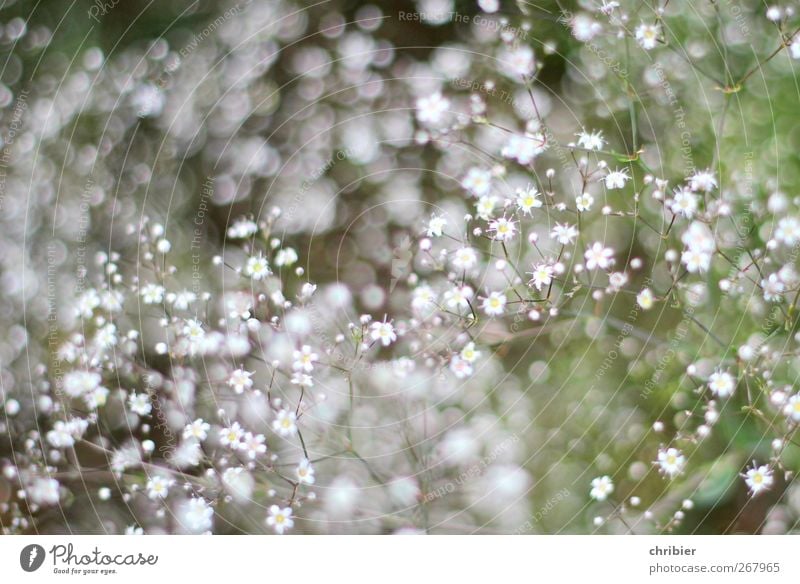 speckles of flowers Nature Plant Flower Baby's-breath Garden Blossoming Glittering Growth Fragrance Small Near Many Gray Green White Exterior shot Close-up