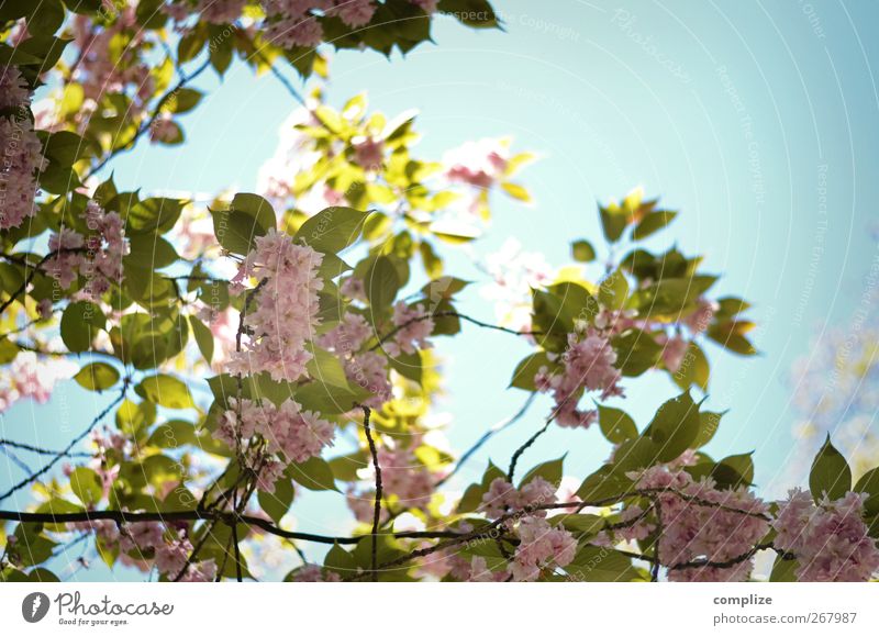 Tree with blossoms Wellness Spa Plant Flower Leaf Blossom Foliage plant Blue Green Pink Idyll Spring Blossom leave Branch Twigs and branches Cherry blossom