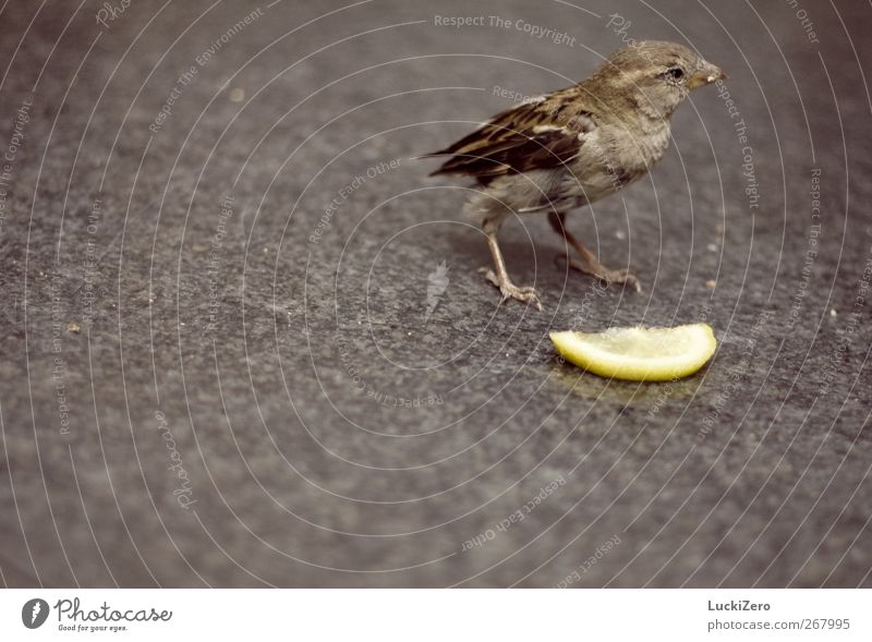 sparrow on grey with a bit of yellow Fruit Lemon Nutrition Lemonade Nature Animal Town Downtown Terrace Lanes & trails Wild animal Bird Wing 1 Stone To feed