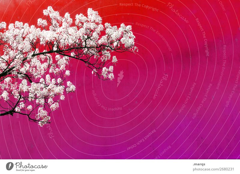 in bloom Style Nature Spring Tree Cherry blossom Art Cherry tree Branch Wall (barrier) Wall (building) Blossoming Violet Pink White Emotions Spring fever Love