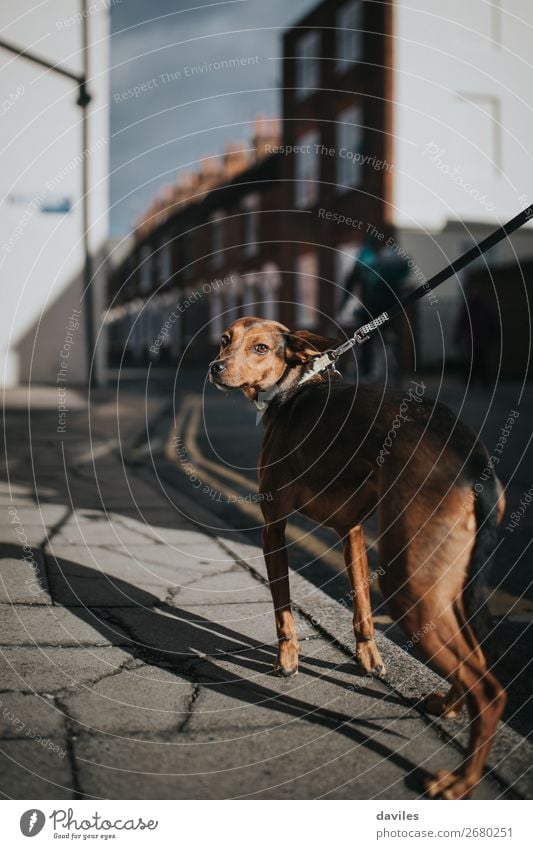 Nice dog portrait Lifestyle Style Summer Animal Village Small Town Building Architecture Street Pet Dog 1 Athletic Authentic Thin Cute Beautiful Brown City