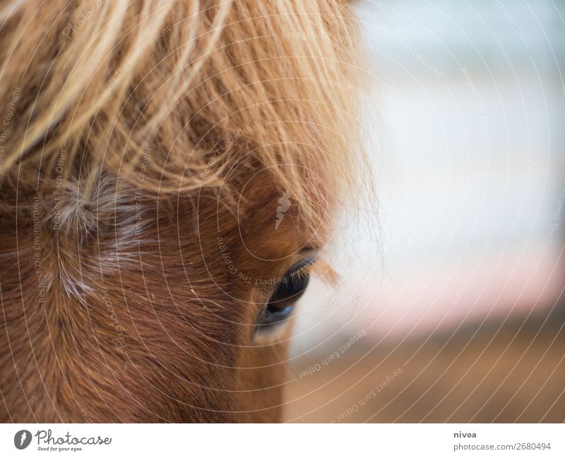Icelandic horse in close-up Island Winter Equestrian sports Environment Nature Animal Farm animal Horse 1 Pelt Mane Eyes Fox Observe Discover Stand Blonde