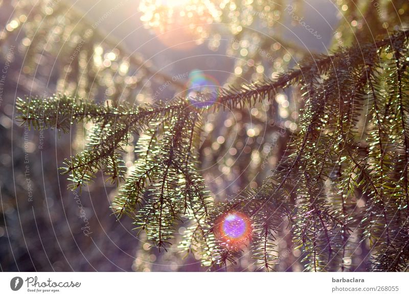 Spring Festival in the Forest II Nature Sun Sunrise Sunset Tree Fir needle Circle Glittering Illuminate Fantastic Bright Natural Multicoloured Moody Happiness