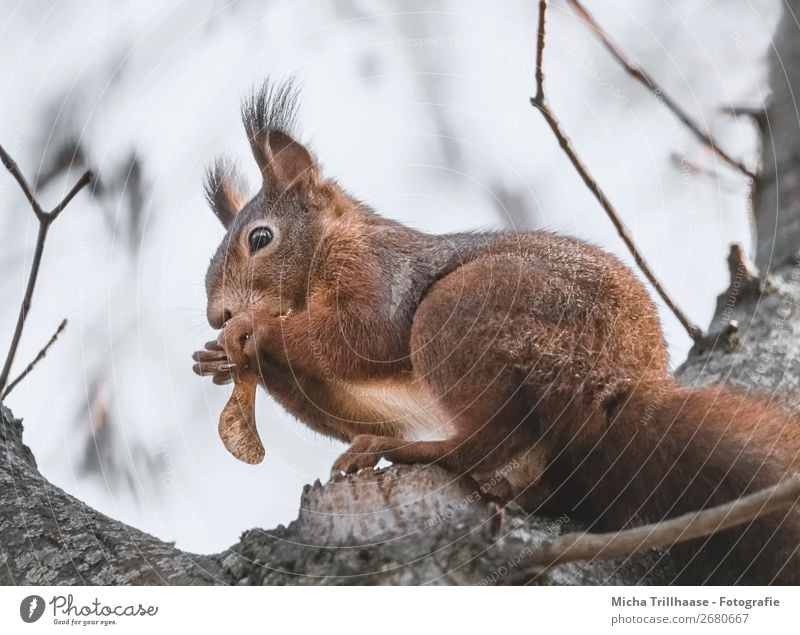 Nibbling squirrel in a tree Nutrition Nature Animal Sunlight Beautiful weather Tree Wild animal Animal face Pelt Claw Paw Squirrel Eyes Ear Tails 1 To feed