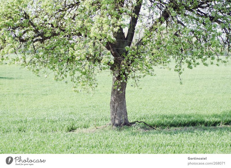 tree Environment Nature Spring Beautiful weather Plant Tree Grass Field Natural Green Tree trunk Treetop Leaf canopy Blossom Country life Rural Colour photo