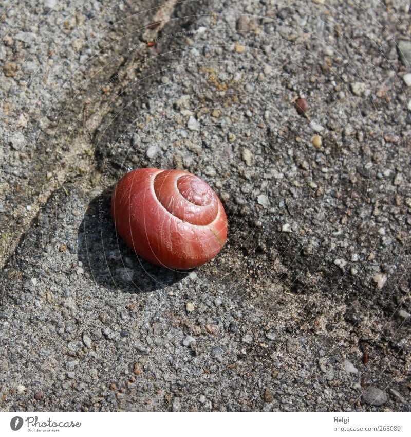 hi Schnegge... Street Animal Snail 1 Paving stone Stone Lie Authentic Exceptional Simple Small Brown Gray Contentment Trust Calm Loneliness Dangerous