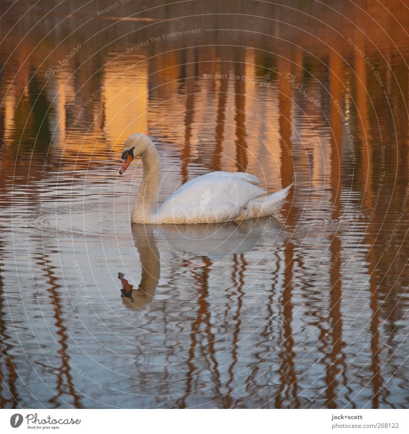 I meant no harm by it Nature Spring Tree Pond Franconia Wild animal Swan 1 Animal Water Authentic Esthetic Whirlpool Swirl Well-being Silhouette Reflection