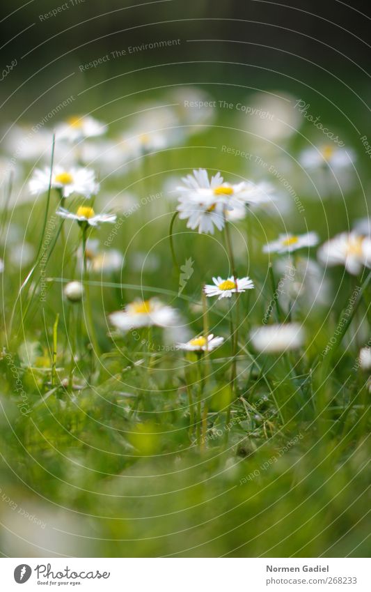 Daisy No. 2 Garden Nature Plant Spring Summer Grass Meadow Dream relaxation Gardening Lawn Yellow Green White blurred Colour photo Exterior shot Copy Space top