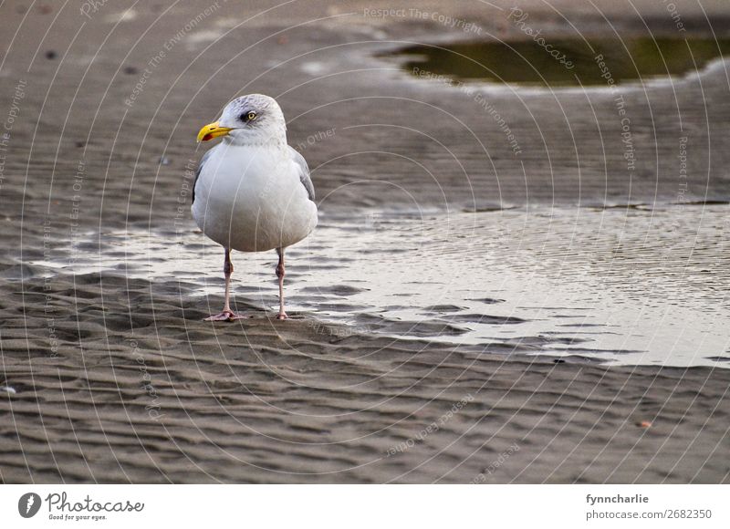 seagull rest Environment Nature Landscape Animal Earth Sand Water Bird Seagull 1 Emotions Moody Happiness Contentment Bravery Self-confident Power Willpower