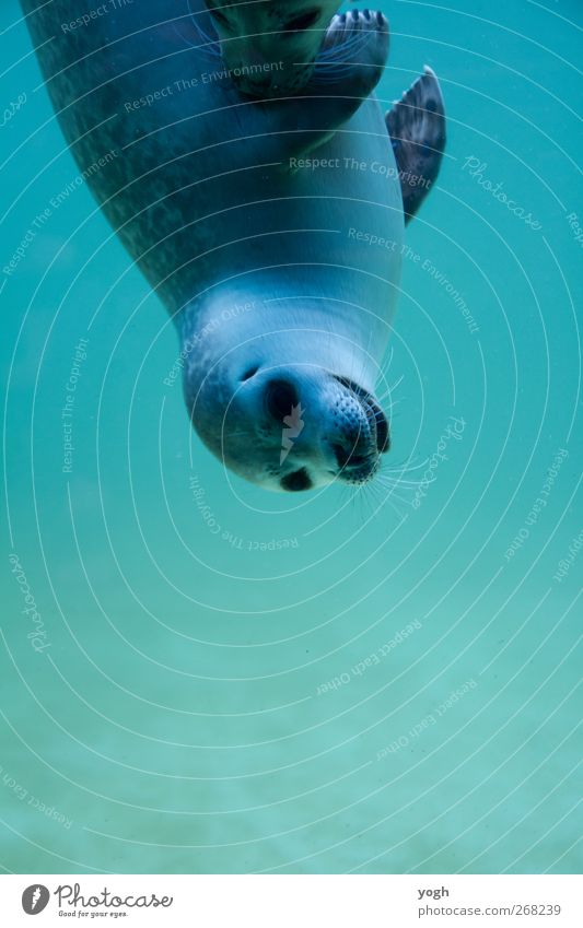 peekaboo Environment Animal Water Spring North Sea Animal face Zoo Harbour seal 1 Baby animal To enjoy Hang Looking Brash Speed Joy Happiness Contentment Serene