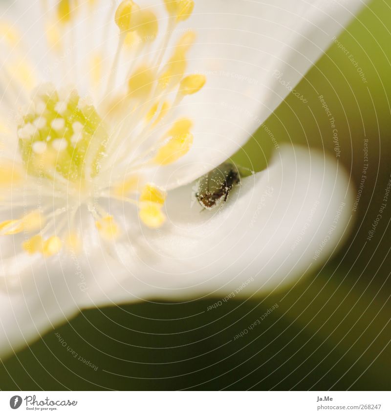 hide and seek Plant Spring Flower Blossom Wood anemone Animal Beetle 1 Yellow Green Colour photo Exterior shot Macro (Extreme close-up) Day