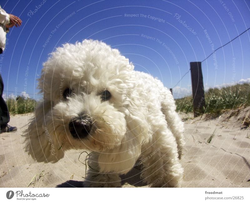 Dirt on the mouth - but otherwise quite clean Dog Soft White Curiosity Beach Sweet Button eyes Cute Pelt Coast Looking Summer Animal Dirty Fence Odor Wire Grass