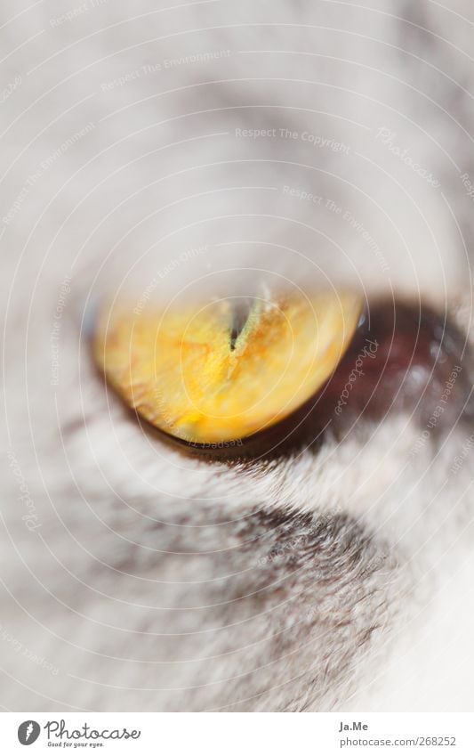under observation Animal Pet Cat Animal face Cat eyes 1 Cuddly Curiosity Yellow Colour photo Macro (Extreme close-up) Shallow depth of field Looking away