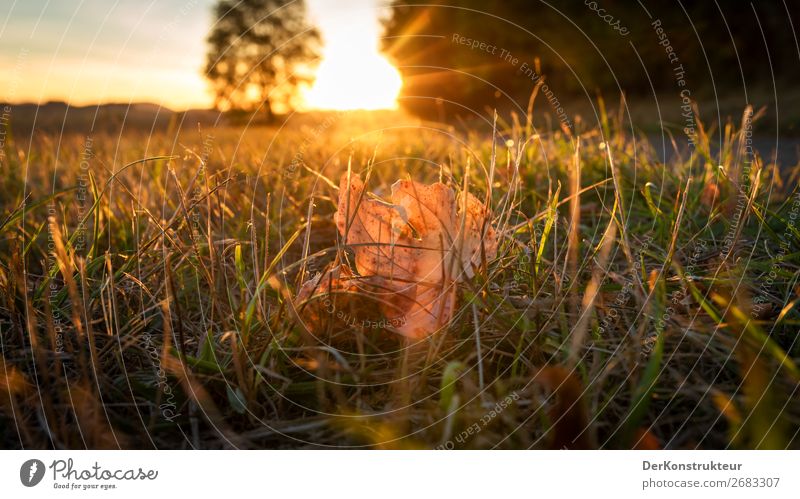 Against the light of the evening sun Environment Nature Landscape Plant Animal Sun Sunrise Sunset Autumn Climate Weather Beautiful weather Warmth Grass Leaf